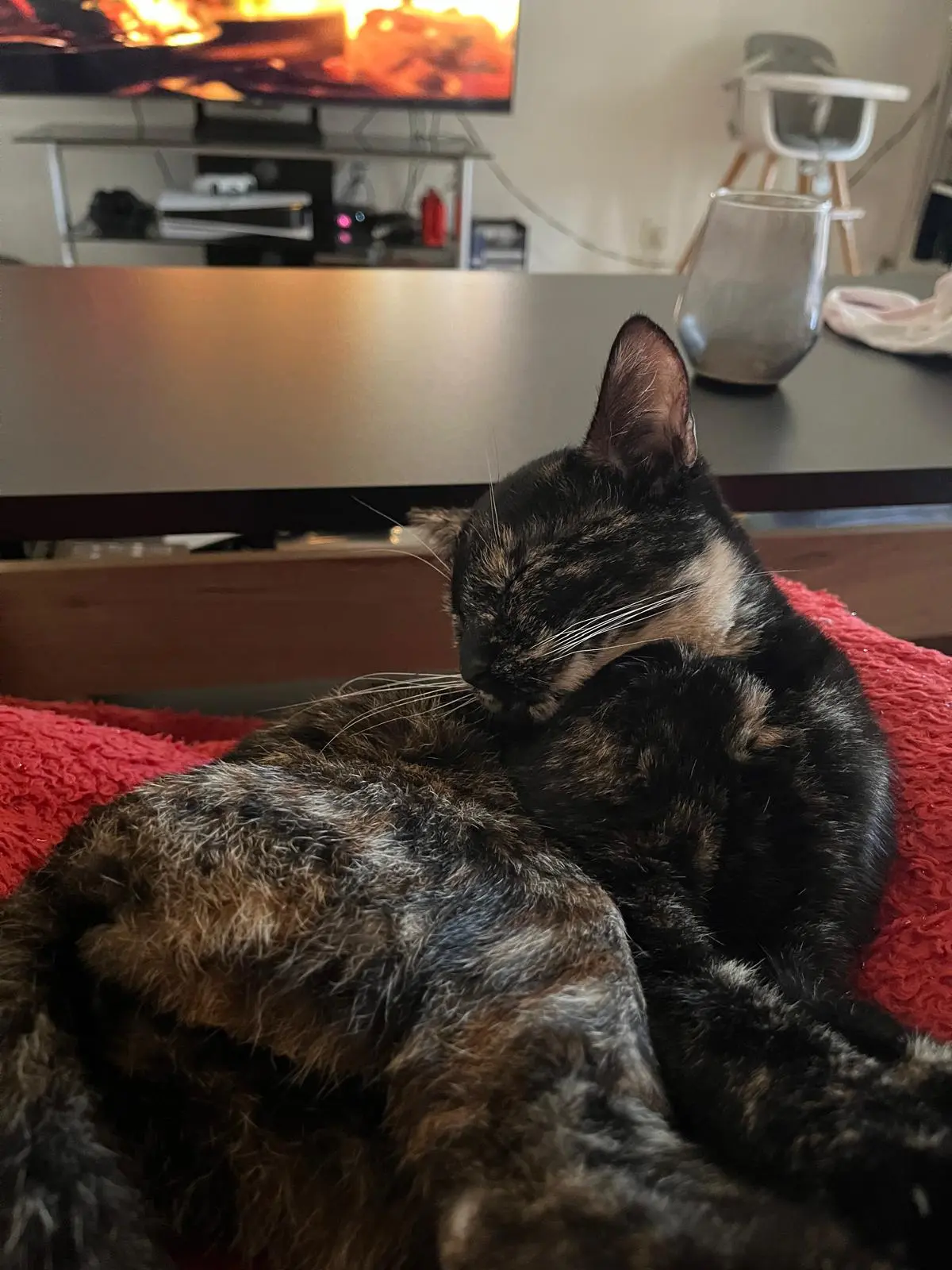 Chatte Perdue 93 Seine-Saint-Denis - Nova Chatte Perdue 93 Seine-Saint-Denis - Nova