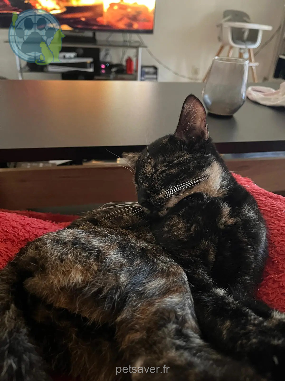 Chatte Perdue 93 Seine-Saint-Denis - Nova Chatte Perdue 93 Seine-Saint-Denis - Nova