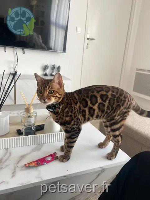 chatte lost   93160 Noisy-le-Grand Nymeria