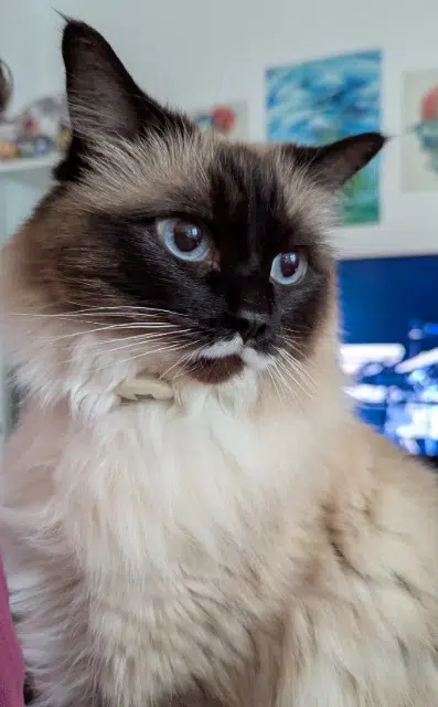 chatte lost   93110 Rosny-sous-Bois Ombrelle