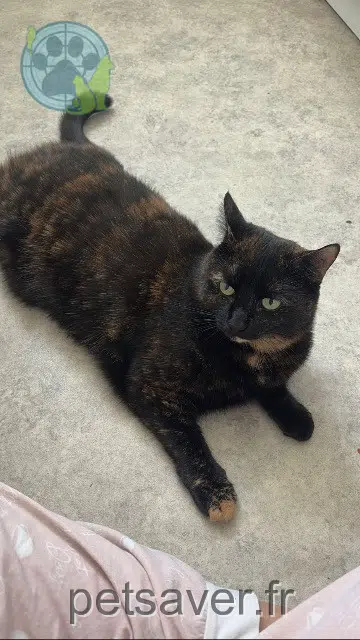 Katze lost 93800 Épinay-sur-Seine Panda
