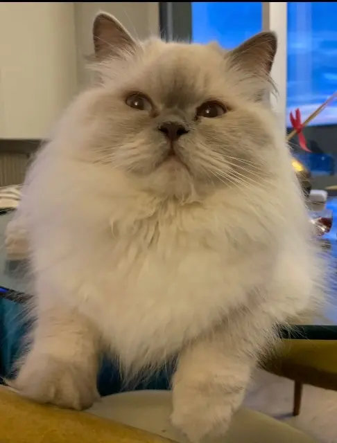 chatte lost   93000 Bobigny Paris