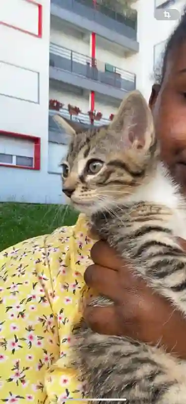 Chatte Perdue 93 Seine-Saint-Denis - Philo Chatte Perdue 93 Seine-Saint-Denis - Philo