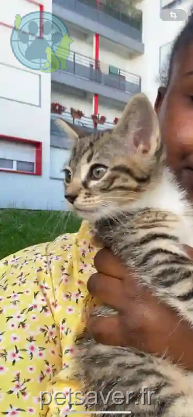 Chatte Perdue 93 Seine-Saint-Denis - Philo Chatte Perdue 93 Seine-Saint-Denis - Philo