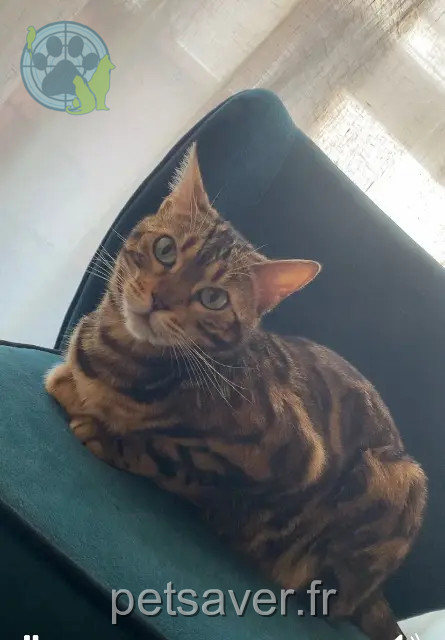 chatte perdue 93400 Saint-Ouen-sur-Seine Phoebe chatte lost 93400 Saint-Ouen-sur-Seine Phoebe