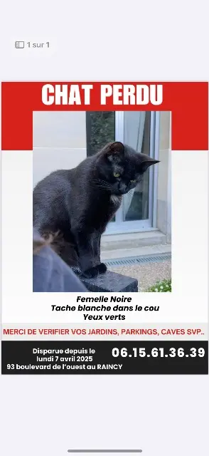 chatte lost   93340 Le Raincy Poupouille
