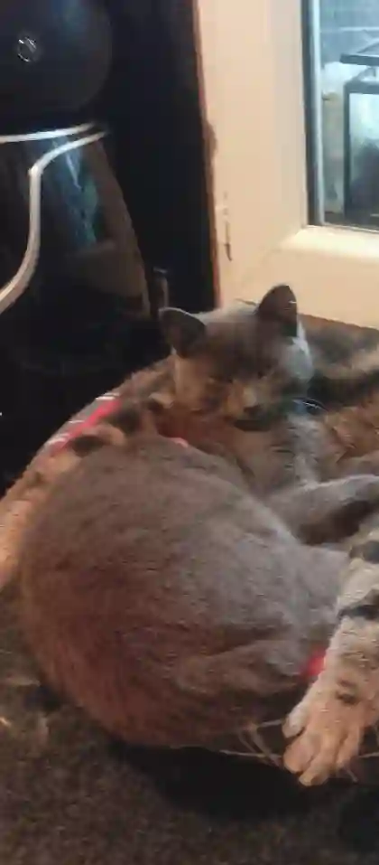 Chatte Perdue 93 Seine-Saint-Denis - Poussière Chatte Perdue 93 Seine-Saint-Denis - Poussière