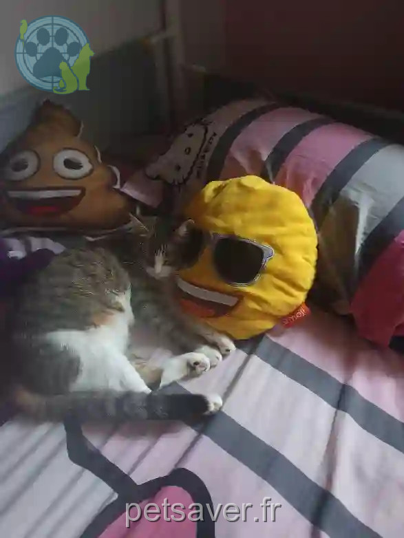 Chatte Perdue 93 Seine-Saint-Denis - Princesse Chatte Perdue 93 Seine-Saint-Denis - Princesse