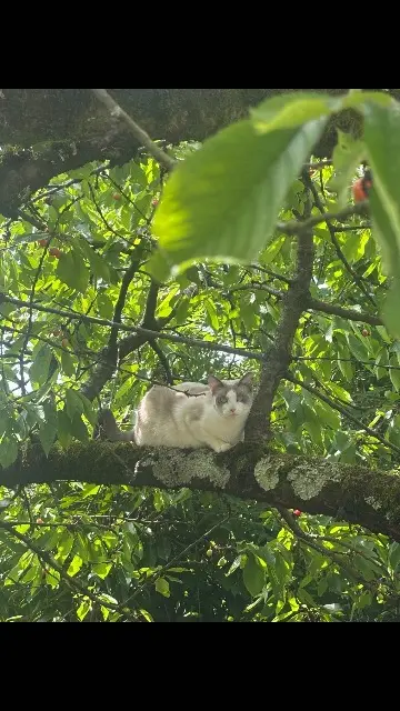Katze vermisst 93140 Bondy Princesse Katze lost 93140 Bondy Princesse