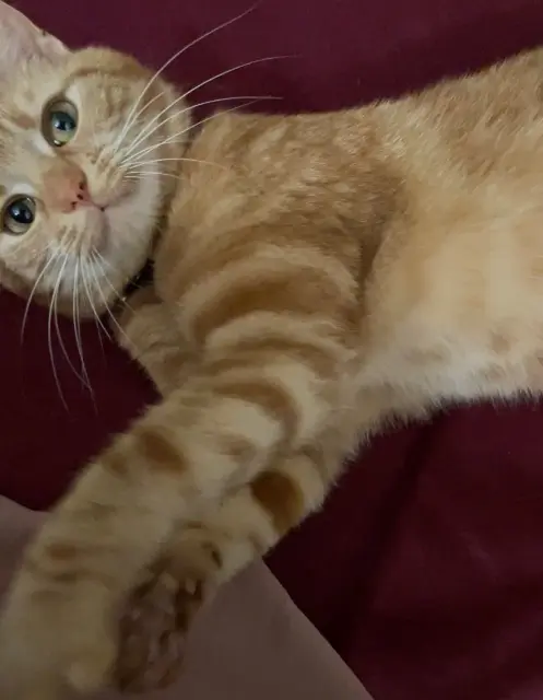 chatte lost   93140 Bondy Roocky