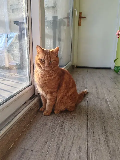 chatte perdue 93370 Montfermeil Rosa chatte lost 93370 Montfermeil Rosa
