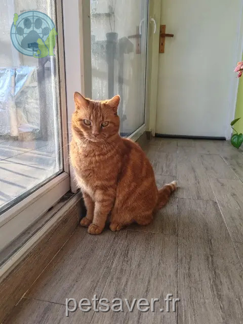 cat lost 93370 Montfermeil Rosa cat lost 93370 Montfermeil Rosa