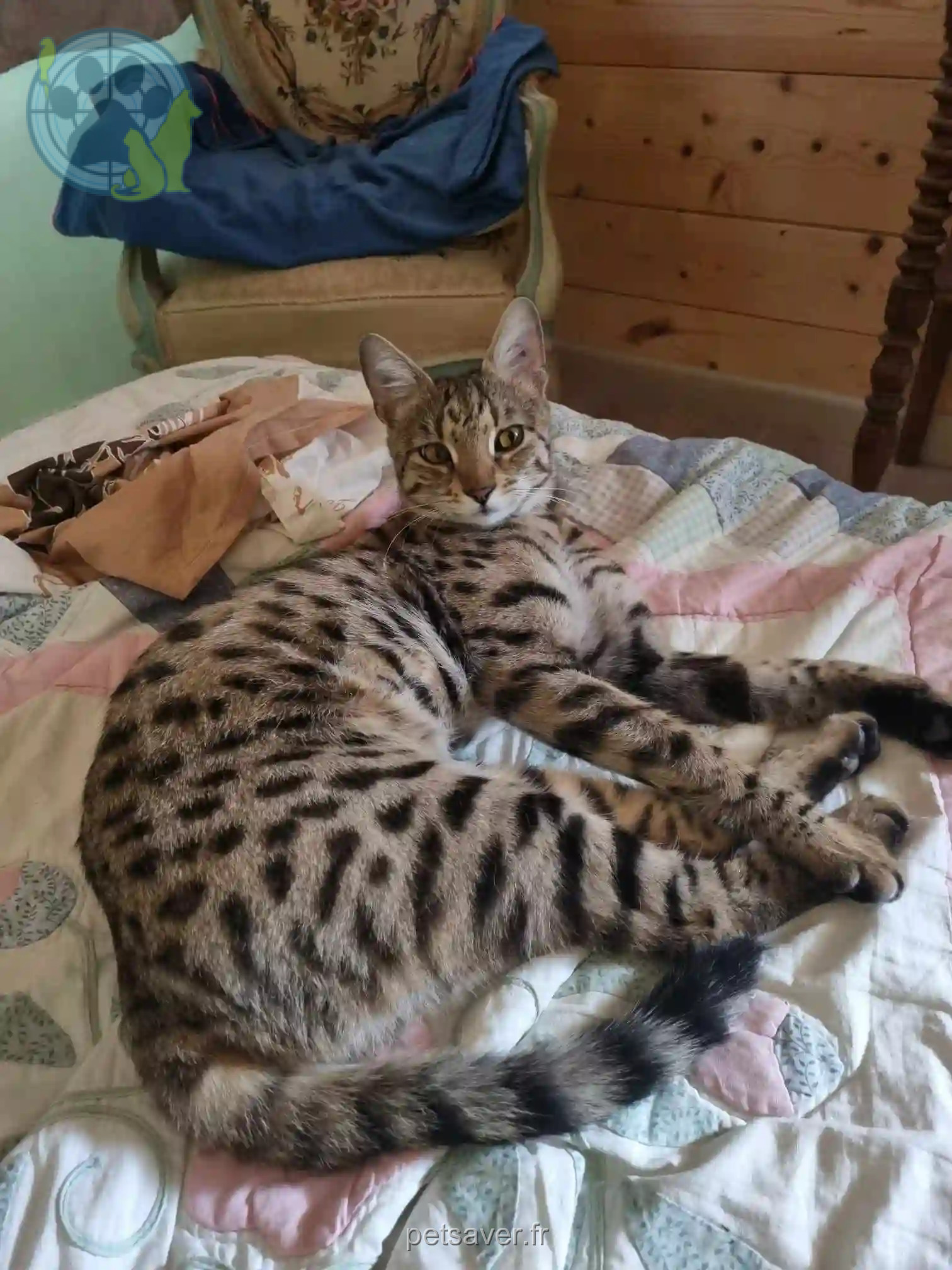Chatte Perdue 93 Seine-Saint-Denis - S'hebe-tornade-/ Chatte Perdue 93 Seine-Saint-Denis - S'hebe-tornade-/