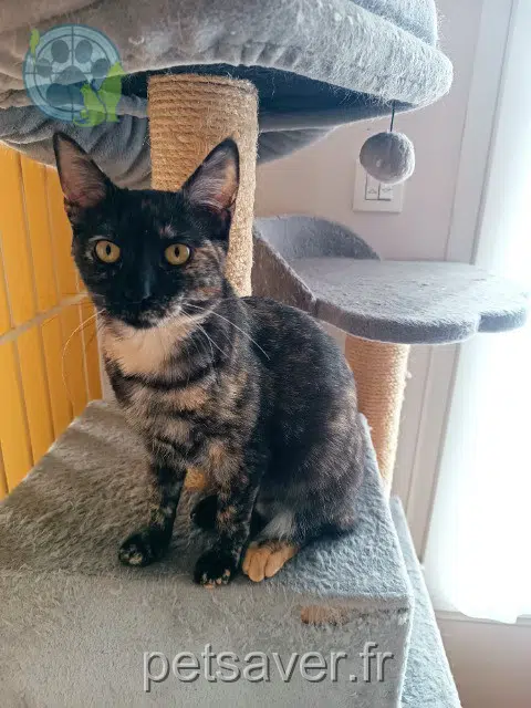 chatte perdue 93600 Aulnay-sous-Bois Sacha chatte lost 93600 Aulnay-sous-Bois Sacha
