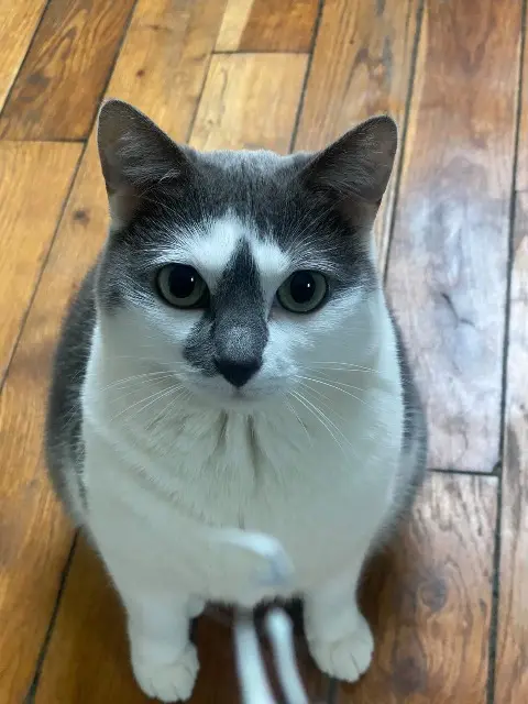 chatte lost    Saint-Denis Honey