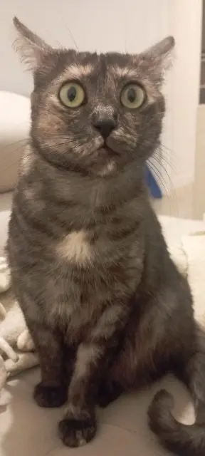 chatte lost    Saint-Denis Mia