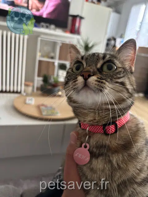 Katze lost Saint-Denis Xena