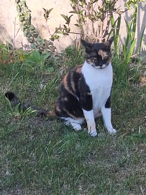 chatte perdue 93270 Sevran Sally chatte lost 93270 Sevran Sally