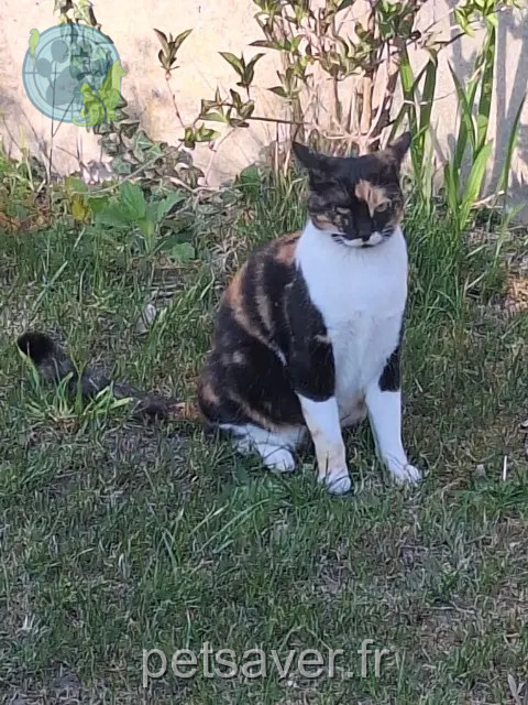 gata perdida 93270 Sevran Sally gata lost 93270 Sevran Sally
