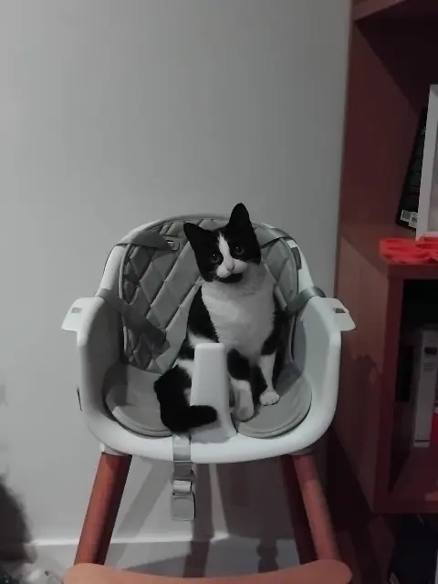 chatte lost   93170 Bagnolet Sia