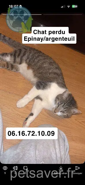 Katze lost   93800 Épinay-sur-Seine Sierra