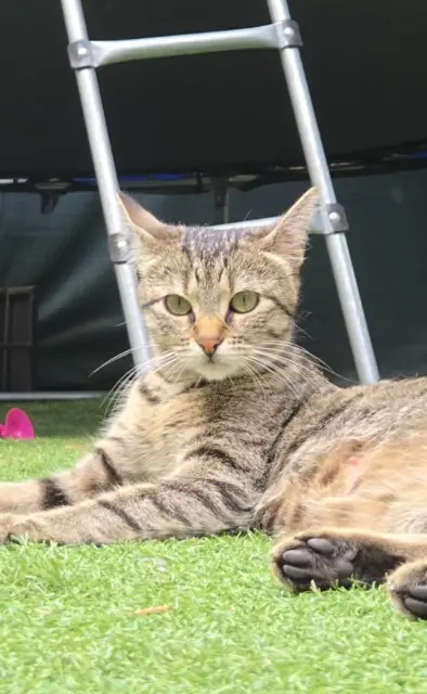 chatte lost   93290 Tremblay-en-France Snookii