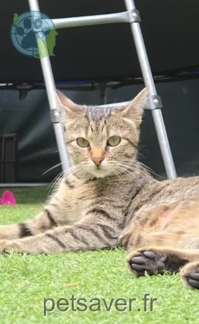 chatte perdue 93290 Tremblay-en-France Snookii chatte lost 93290 Tremblay-en-France Snookii
