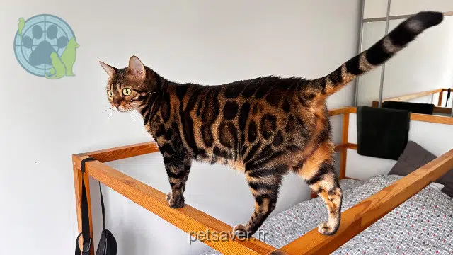 chatte perdue 93110 Rosny-sous-Bois Soquette chatte lost 93110 Rosny-sous-Bois Soquette