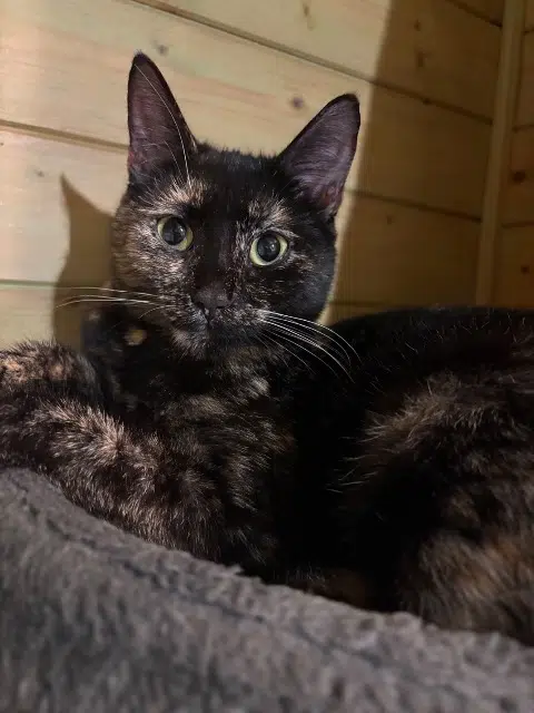 chatte lost   93600 Aulnay-sous-Bois Stella