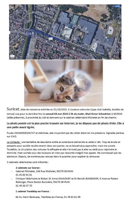 chatte lost   93270 Sevran Suricat