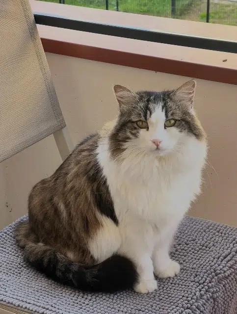 chatte lost   93330 Neuilly-sur-Marne Suzy