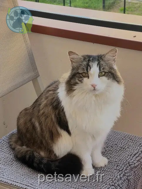 gatta persa 93330 Neuilly-sur-Marne Suzy gatta lost 93330 Neuilly-sur-Marne Suzy