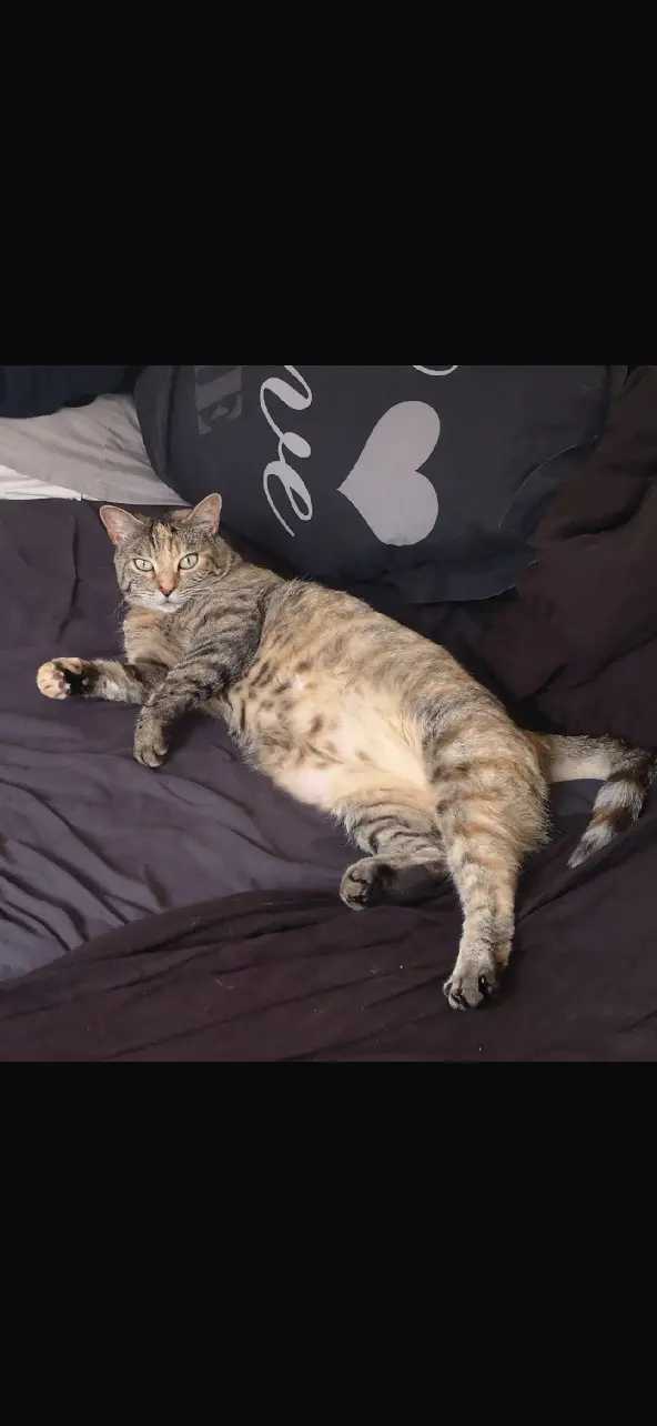Chatte Perdue 93 Seine-Saint-Denis - Tetere Chatte Perdue 93 Seine-Saint-Denis - Tetere