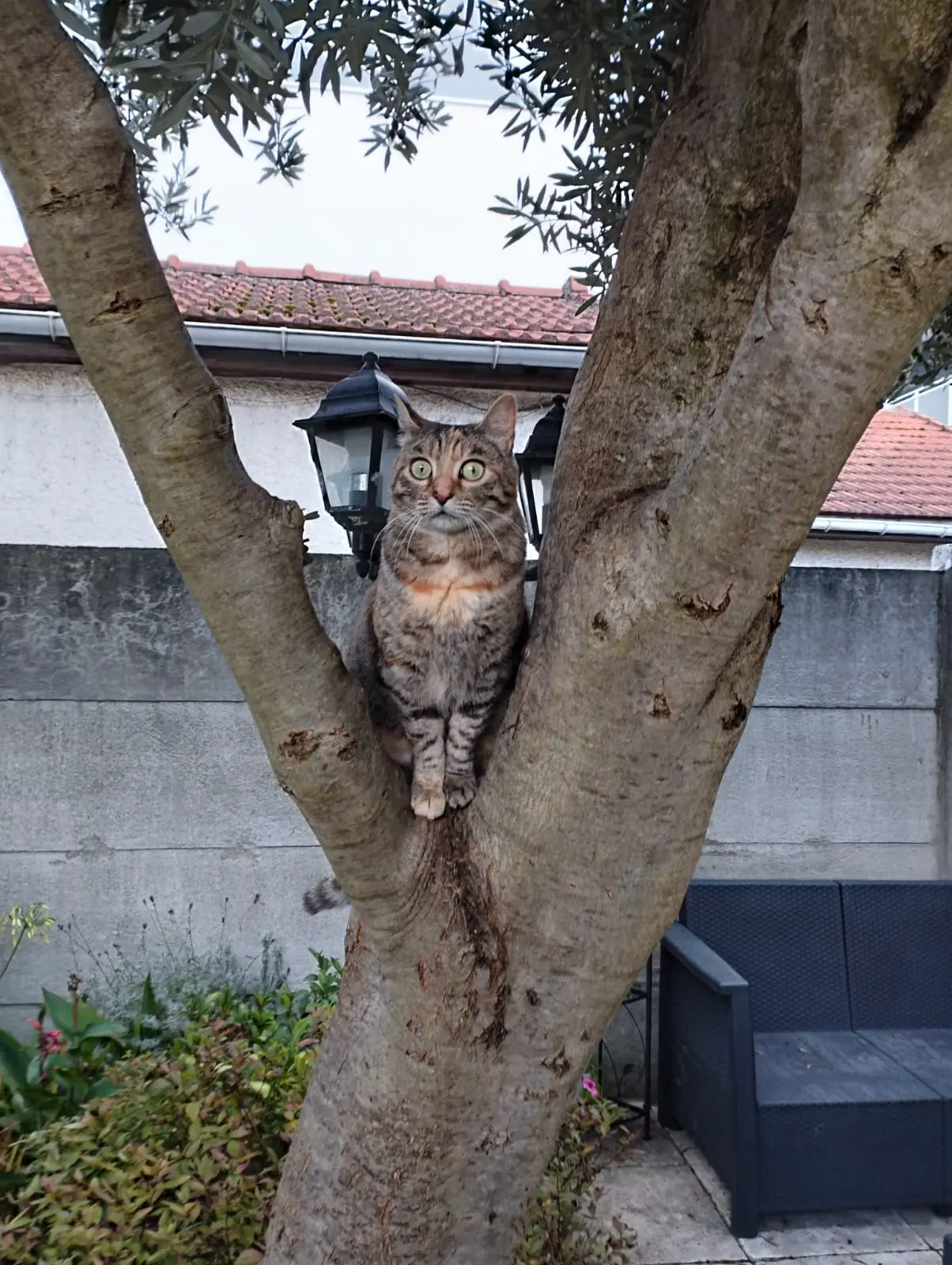 Chatte Perdue 93 Seine-Saint-Denis - Tetere Chatte Perdue 93 Seine-Saint-Denis - Tetere