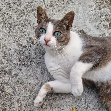 chatte lost   93190 Livry-Gargan Tigrouminou