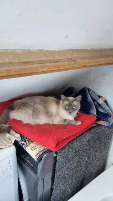 chatte lost   93370 Montfermeil Tina
