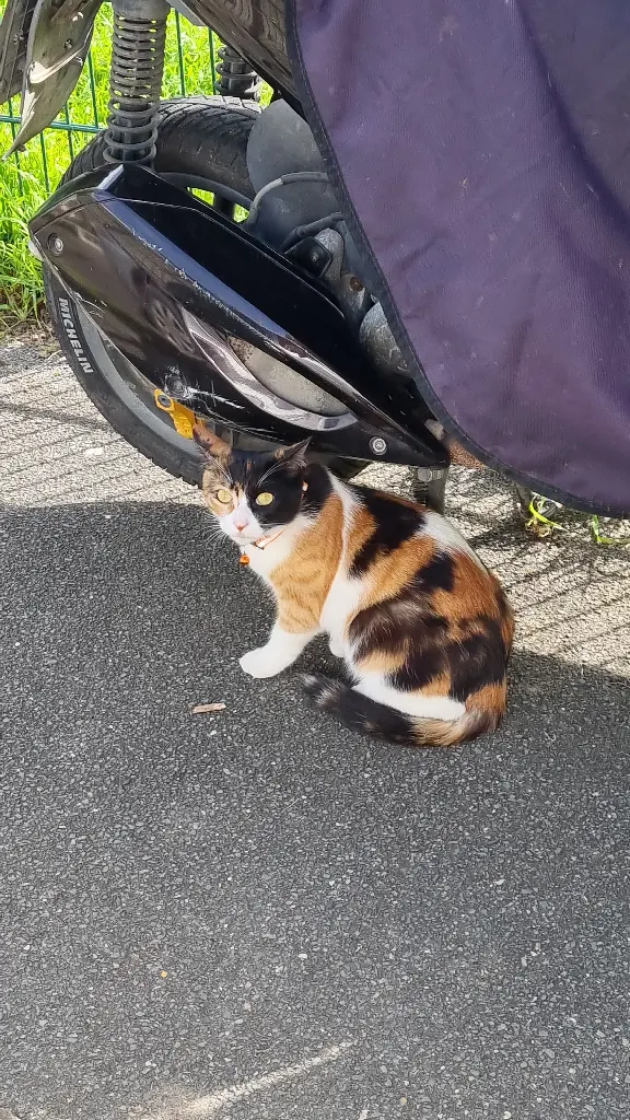 Chatte Perdue 93 Seine-Saint-Denis - Tina Chatte Perdue 93 Seine-Saint-Denis - Tina