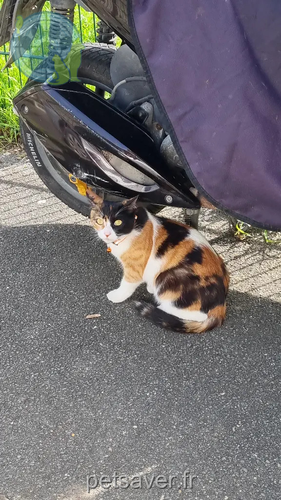 Chatte Perdue 93 Seine-Saint-Denis - Tina Chatte Perdue 93 Seine-Saint-Denis - Tina