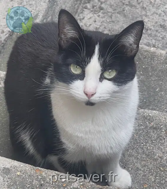chatte lost   93150 Le Blanc-Mesnil Tisha
