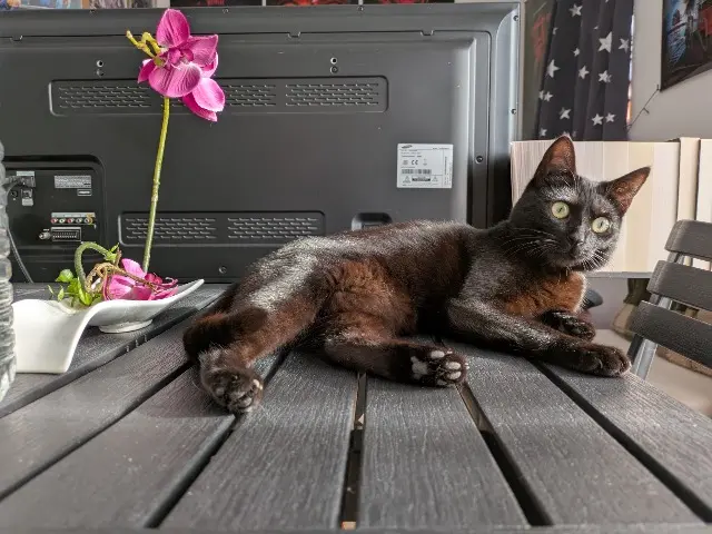 chatte lost   93190 Livry-Gargan Tornade