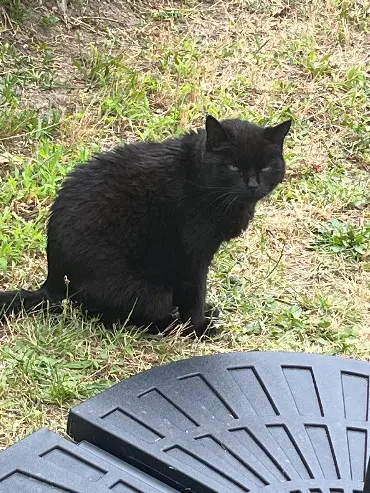 Chatte Perdue 93 Seine-Saint-Denis - Toupie Chatte Perdue 93 Seine-Saint-Denis - Toupie