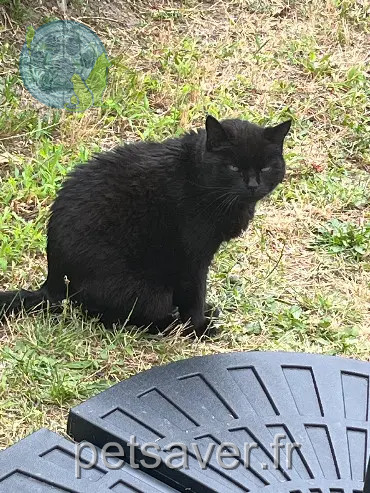 Chatte Perdue 93 Seine-Saint-Denis - Toupie Chatte Perdue 93 Seine-Saint-Denis - Toupie
