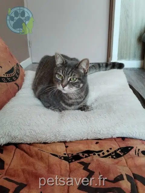 chatte lost   93220 Gagny Tsuky