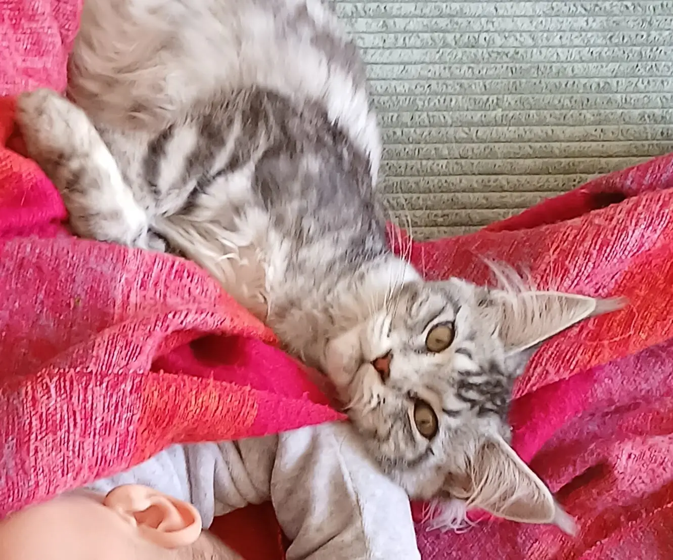 chatte lost   93170 Bagnolet Vega