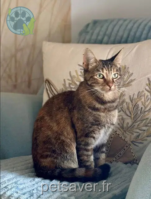 chatte lost   93110 Rosny-sous-Bois Violette