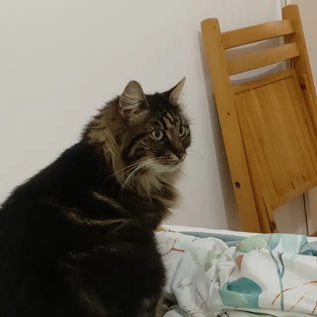 chatte lost   93190 Livry-Gargan Yeti