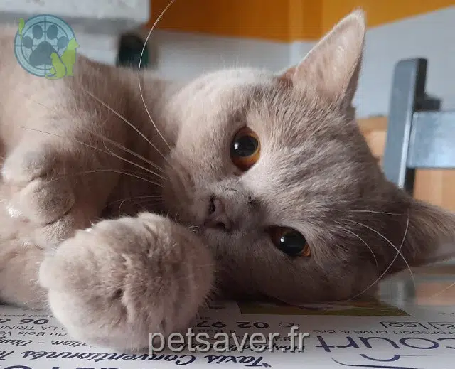 chatte lost   93370 Montfermeil Yumi