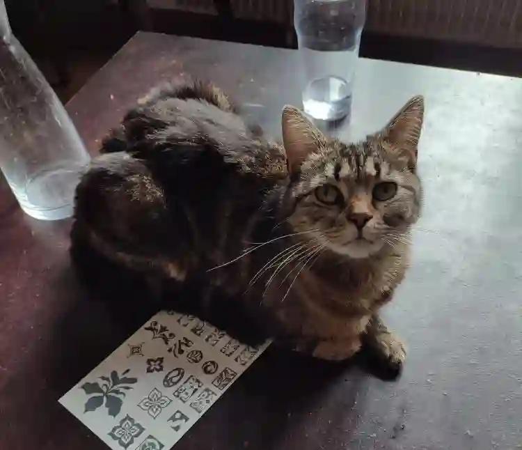 Chatte Perdue 93 Seine-Saint-Denis - Ziggy Chatte Perdue 93 Seine-Saint-Denis - Ziggy