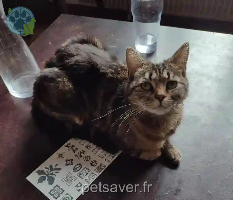 Chatte Perdue 93 Seine-Saint-Denis - Ziggy Chatte Perdue 93 Seine-Saint-Denis - Ziggy