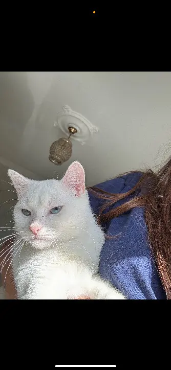 Chatte Perdue 93 Seine-Saint-Denis Chatte Perdue 93 Seine-Saint-Denis